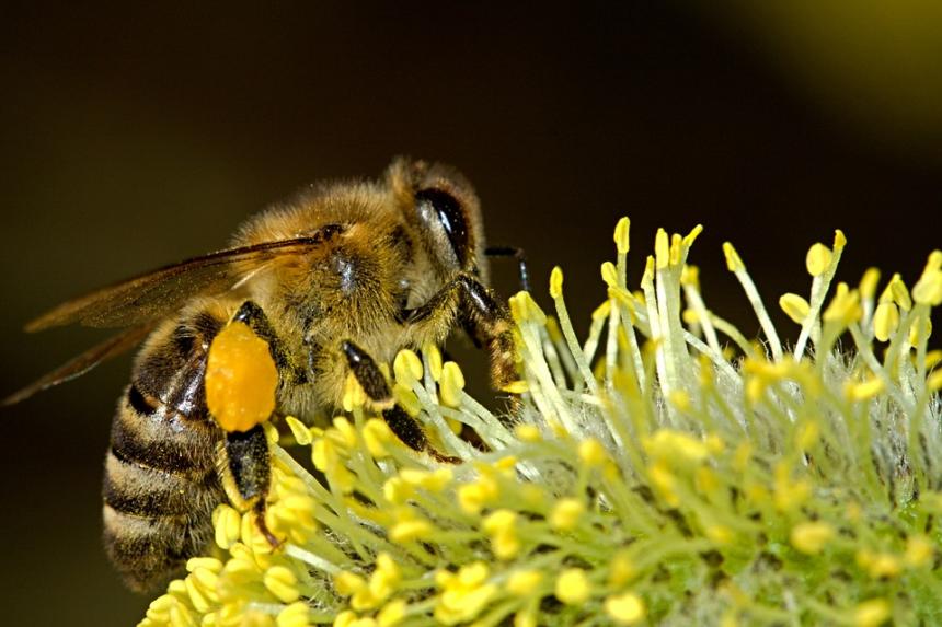 Dnes si v krátkosti popíšeme jak dokonalá může být včelí alchymie. 